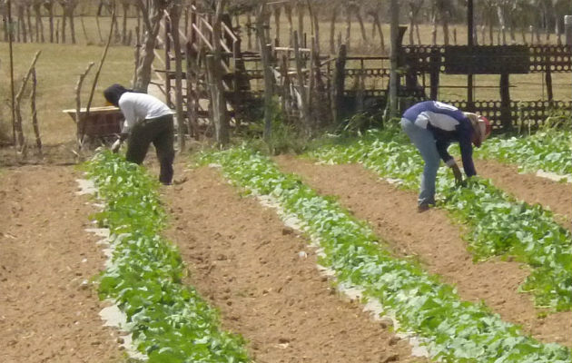 El sector agro ha disminuido su aporte al PIB. 
