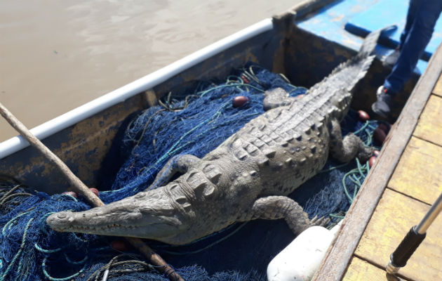 El cocodrilo fue trasladado en un bote hasta la orilla. Foto: Thays Domínguez. 