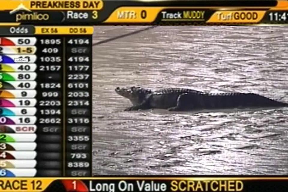 Un reptil en la pista del hipódromo de Pimlico, el día del Preakness Stakes.