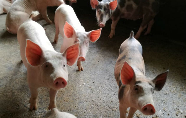 Los costos de producción son altos y un ejemplo de esto es el concentrado que se les da a los cerdos el cual tiene un precio en el mercado que supera los $25 el quintal.Foto/José Vásquez