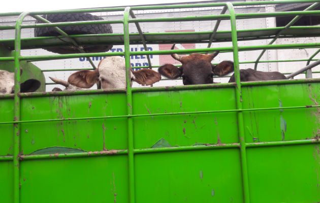 Los ganaderos precisan que los costos de producción cada día son más altos. Foto/José Vásquez