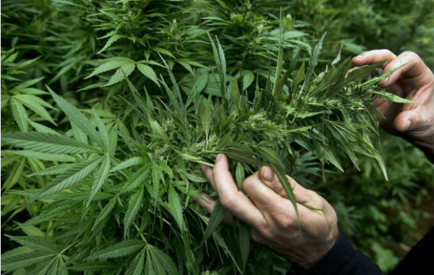 El cannabis medicinal comenzó a comercializarse en Illinois en 2015.Foto: Archivo/Ilustrativa