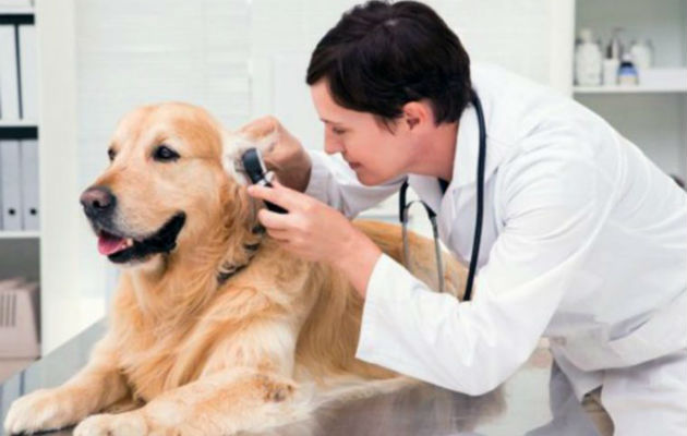 Médicos veterinarios tienen ley sobre escalafón salarial