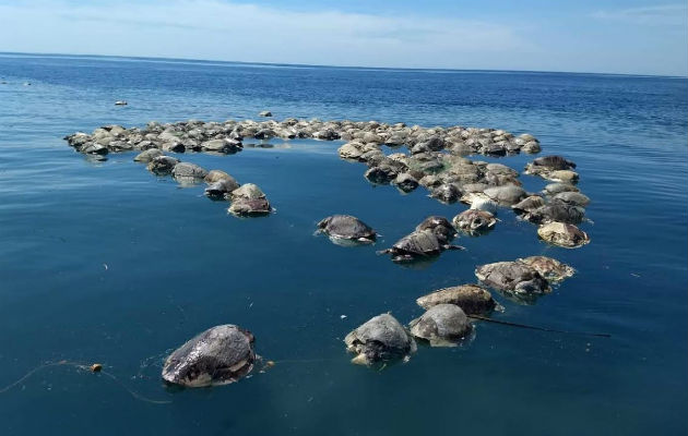 Las tortugas golfinas murieron frente a las costas de Oaxaca. Foto: EFE.