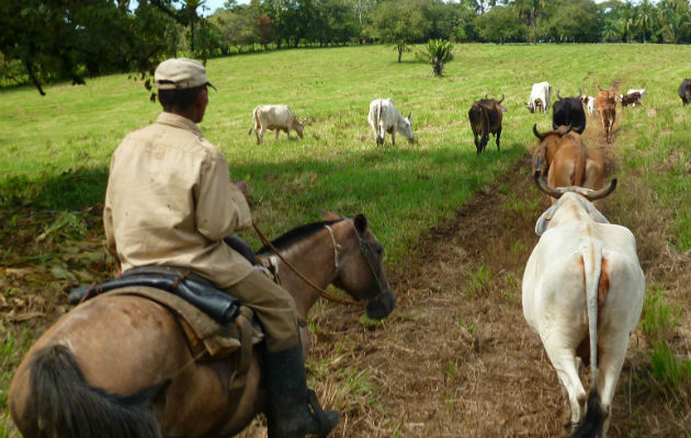 Ganaderos en alerta en Frontera con Costa Rica.