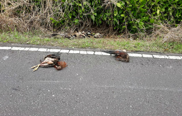 Los gallos de pelea después de las competencias terminan tirados en la carretera. Foto/Mayra Madrid