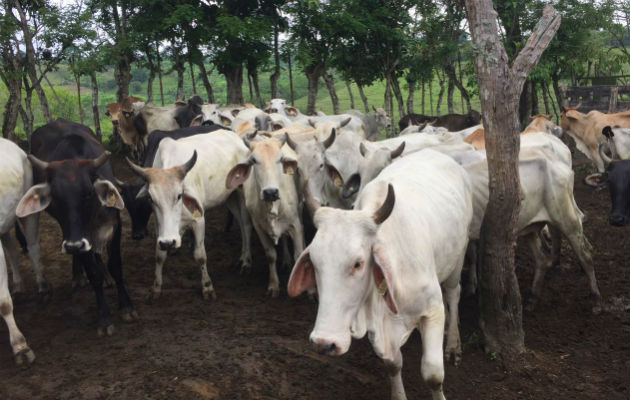 Del 20 al 31 de agosto se efectuaron planes de contingencia en cuanto a muestras visitando 101 fincas ganaderas  para combatir el brote de brucelosis. Foto: José Vásquez. 