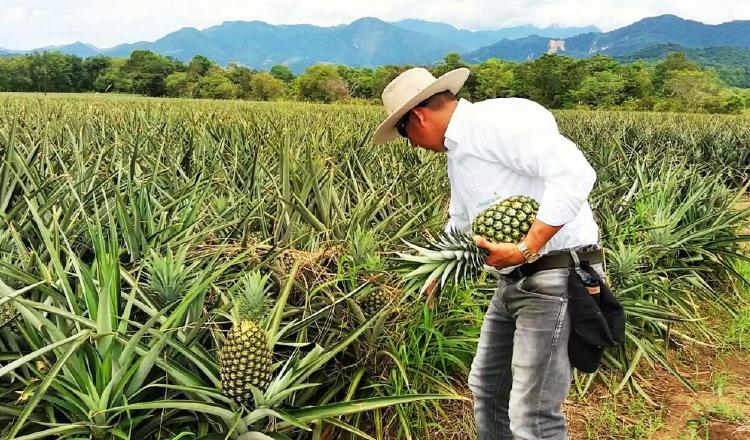 Productores de piña enfrentarán pérdidas económicas. 