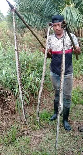 Los pobladores de  Aserrío de Gariche, han optado por matar a las serpientes por su alto grado de peligrosidad. Foto/José Vásquez