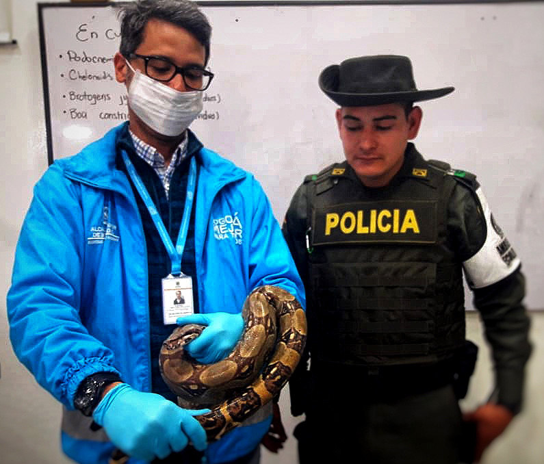 El conductor de un autobús de Bogotá encontró una boa constrictor de algo más de un metro de largo en el motor del vehículo. FOTO/EFE