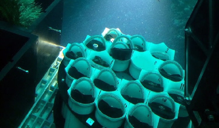 Héctor Guzmán,  investigador de STRI, recolectando una muestra del coral. /Foto Cortesía: Héctor Guzmán