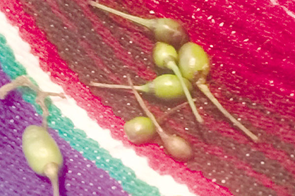 El ‘chiltepe’ es un tipo de chile muy picante.