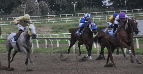 Tigre Mono, Calínico, Dynamo