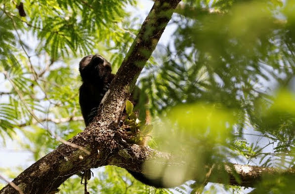 Otra de las fotografías de la muestra 'Miradas a las rutas sostenibles', que inaugurarán en Cuba MiAMBIENTE y la Embajada de Panamá en Cuba el jueves 27 de junio. Foto: Cortesía MiAMBIENTE. Otra de las fotografías de la muestra 'Miradas a las rutas sostenibles', que inaugurarán en Cuba MiAMBIENTE y la Embajada de Panamá en Cuba el jueves 27 de junio. Foto: Cortesía MiAMBIENTE.
