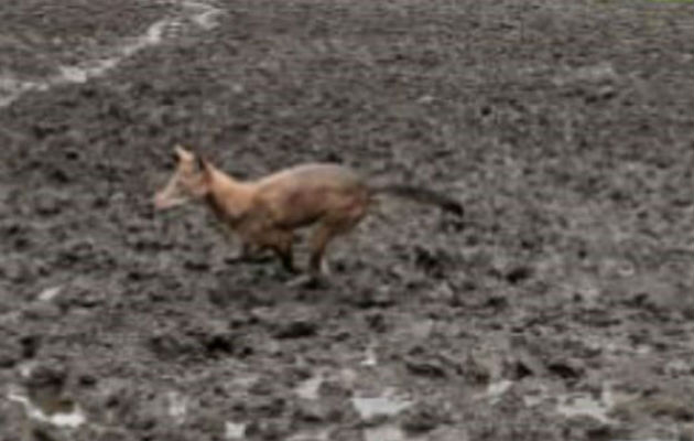 Según los denunciantes ellos han podido observar cuando los coyotes persiguen a las gallinas hasta capturarlas y llevárselas.
