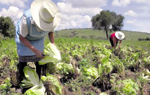   La agricultura controlada es la única solución para combatir los efectos de la sequía.