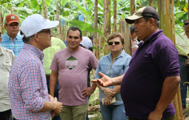 El consumo per cápita de plátano en Panamá es de 35 kilogramos.