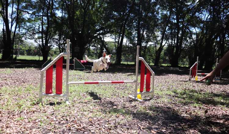 El cachorro puede empezar su educación con un entrenador desde los tres meses.