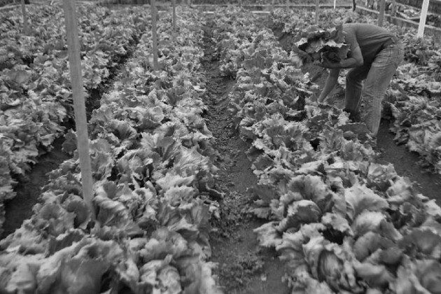 El Gobierno Nacional plantea revertir los lustros perdidos en el sector primario de la economía. Foto: EFE.