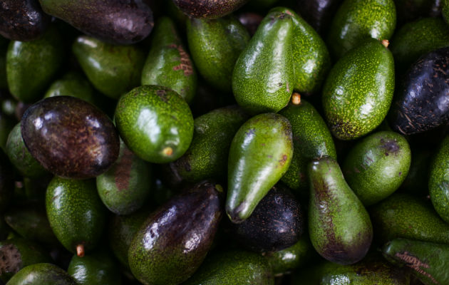 Investigadores trabajan para modificar aguacates y hacerlos más resistentes al cambio climático y las enfermedades. Foto/ Celia Talbot Tobin para The New York Times.