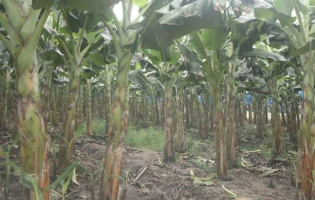 Carlos Abrego, regional del MIDA manifestó que se introducirá con el uso de nuevas tecnologías para mejorar las plantaciones, problemas fitosanitarios, para tener un café de mejor calidad.