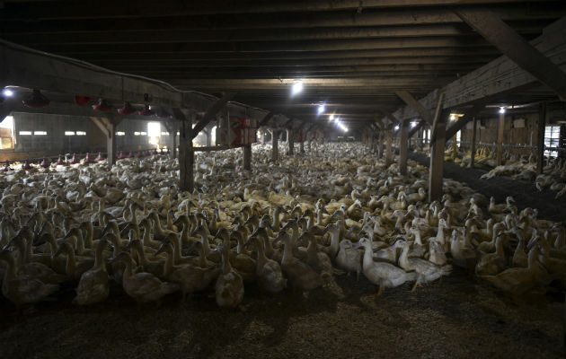 Hudson Valley Foie Gras, en el Estado de Nueva York, sacrifica a unos 800 patos de foie gras todos los días. Foto/ Desiree Rios para The New York Times.