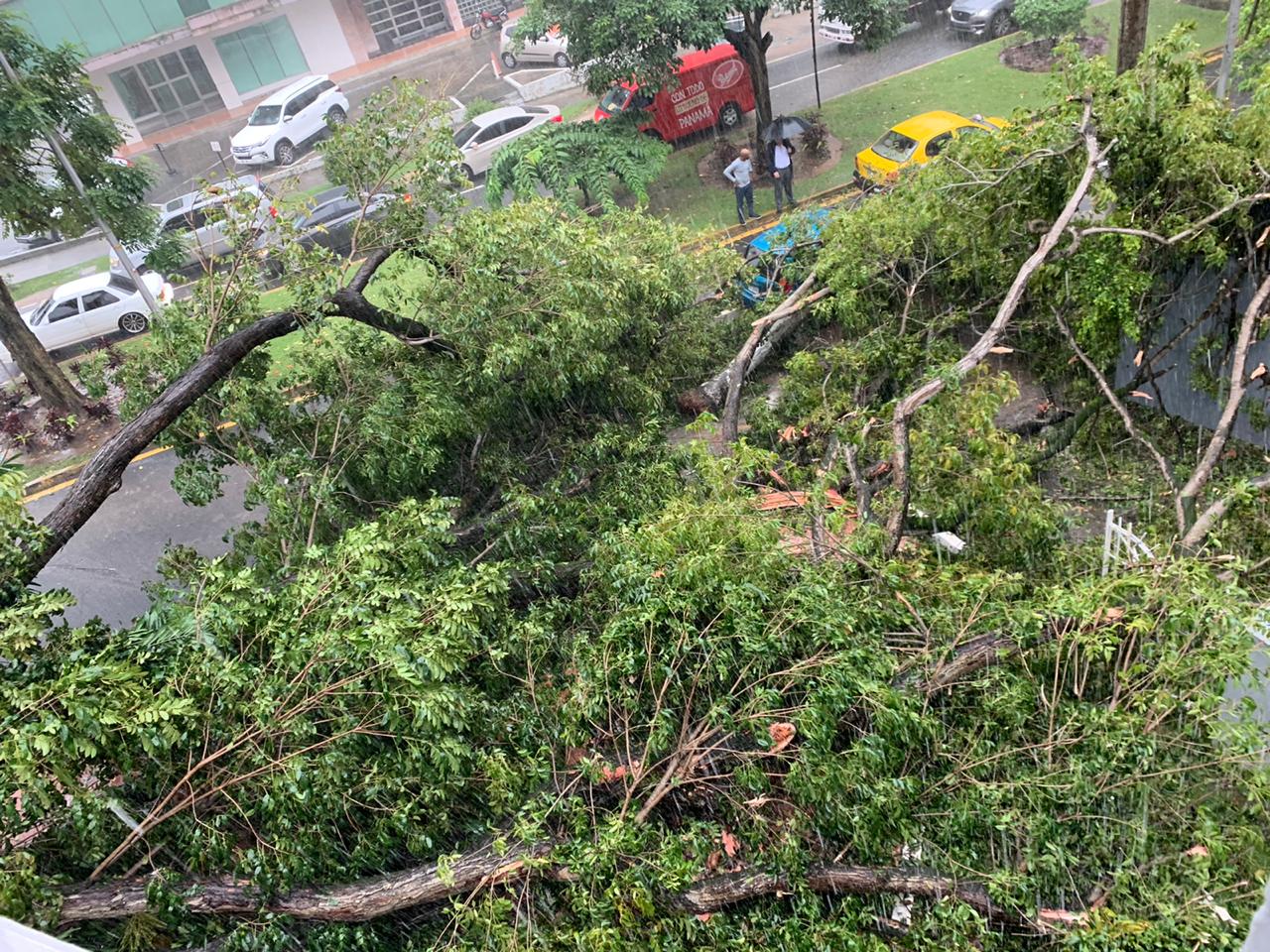 Se registró la caída de un árbol cae en la Avenida Federico Boyd, a la altura del cruce con La Calle 50.