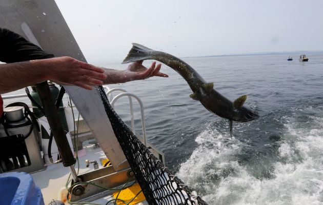 El salmón es crucial como alimento de animales, desde osos hasta águilas. Un chinook liberado en el Pacífico. Foto / Alan Berner.