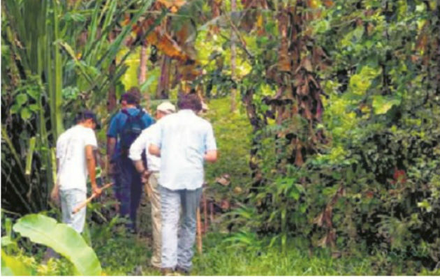 El tour del cacao, es uno de los atractivos que se ofrece en Bocas del Toro. Foto/ Oreba Chocolate