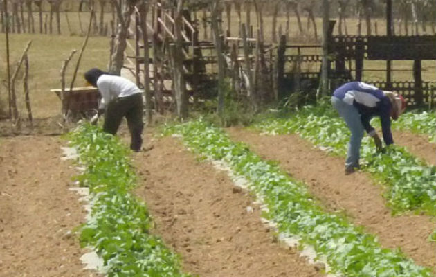 En los últimos años la sequía ha generado millones de dólares en pérdidas a los productores. Archivo