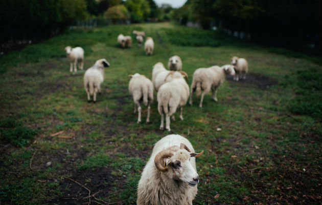 Ovejas hacen “pastoreo ecológico” en Hénin-Beaumont, Francia, esfuerzo verde de la Agrupación Nacional. Foto/ Dmitry Kostyukov para The New York Times.