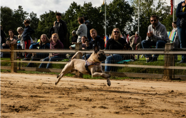 Por toda Alemania, eventos para pugs y sus amos incluyen “carreras”, aunque no necesariamente de velocidad. Yendo por el oro en Hamburgo. Foto/ Lena Mucha para The New York Times.