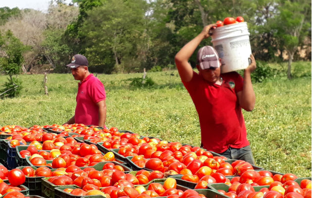  La siembra del rubro inicia el próximo 1 de diciembre. Foto: Thays Domínguez