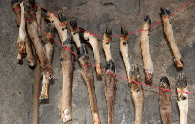 Se cree que los homininis guardaban las piernas de venado para consumir la médula después. Foto/ Ruth Blasco.
