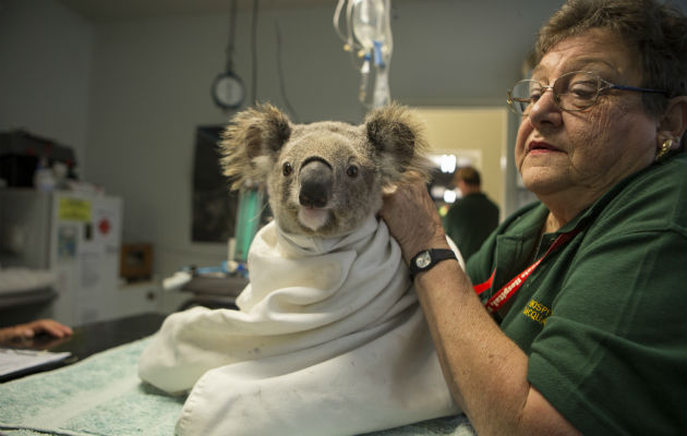 Un koala tratado por clamidia, que podría estar vinculada a un antiguo virus en el genoma del koala. Foto/ Suzi Eszterhas/Minden Pictures.
