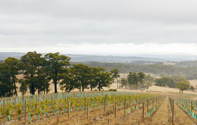 Productores australianos se cambian a viñedos de frente al sur para proteger a sus uvas del Sol. El Valle del Don. Foto/ John Laurie para The New York Times.