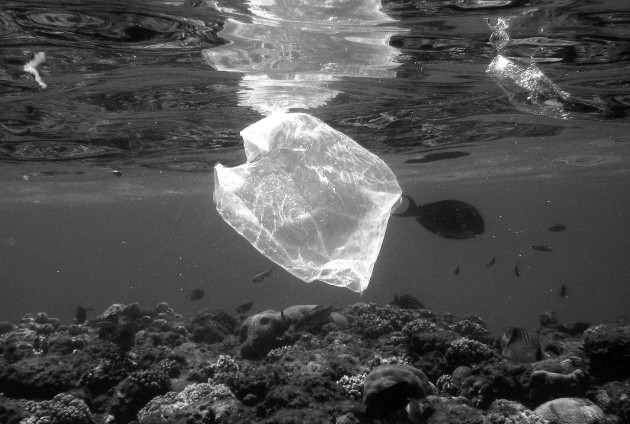 A pesar del despliegue de bolsas de todos los colores, tamaños, precios con propaganda, sin propaganda, los peces siguen muriendo porque siguen tirando plásticos al mar. Foto: Archivo.