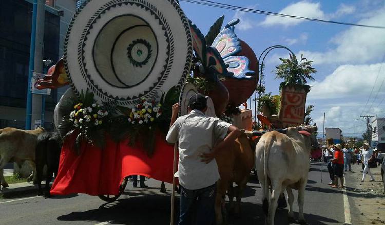 Yuntas de bueyes de Natá son los encargados de guiar las carretas durante las festividades en La Chorrera. Cortesía