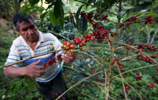 El ministro anunció la implementación de un plan de promoción de consumo de café a nivel nacional.