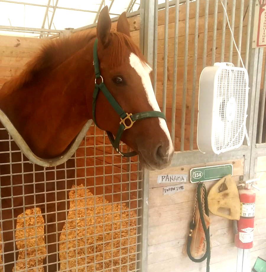 Pow,propiedad de Bartolomé Mafla H. en su pesebrera de Gulfstream.