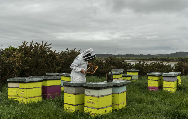 Los fabricantes de miel de manuka en Nueva Zelanda están en una disputa con productores australianos por el derecho exclusivo a la marca. Foto/ Adam Dean para The New York Times.