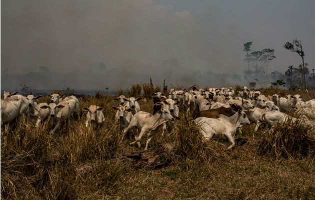 Vigilar el bosque tropical ya no es tanta prioridad bajo el presidente Jair Bolsonaro. En Rondônia, un rancho se extendió a la Amazonia. Foto/ Victor Moriyama para The New York Times.