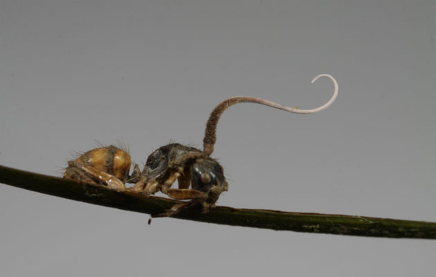 Un brote de Ophiocordyceps que crece de la cabeza de una hormiga carpintera en la Amazonia brasileña. Foto/ João Araújo.