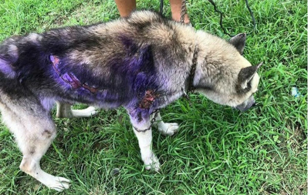 El canino resultó con quemaduras en su cuerpo. Foto: Mayra Madrid.