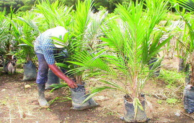 La producción nacional de palma aceitera está por las 25,000 hectáreas. Foto/Archivo