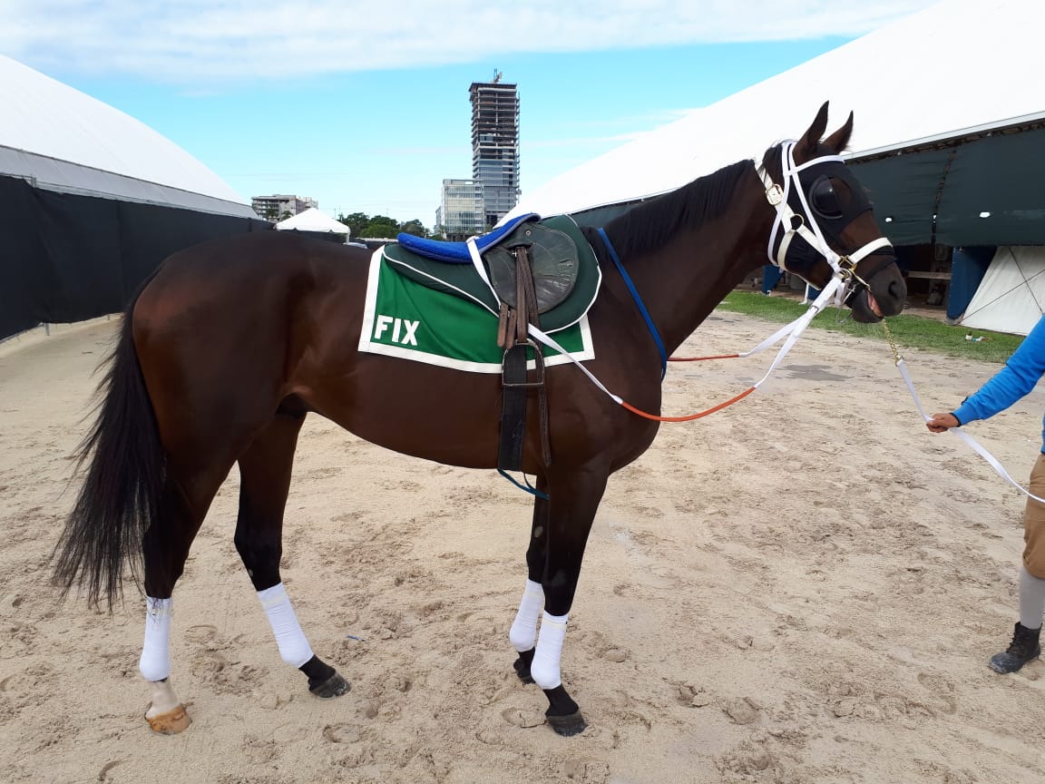 Fix preparándose para subir a la pista en Gulfstream Park.