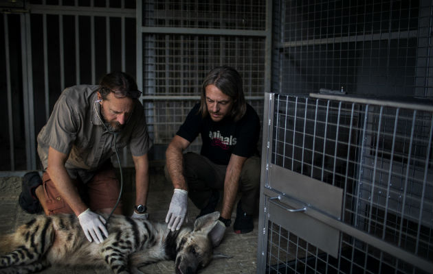 Ian Sayers, veterinario, y Jason Mier, de Animals Lebanon, examinan una hiena rayada en un zoológico privado. Foto/ Diego Ibarra Sanchez.