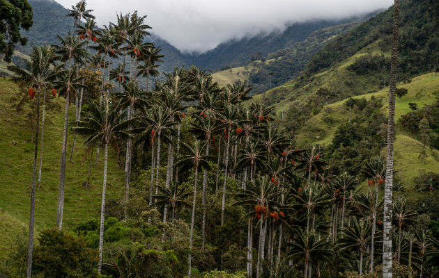 El bosque de palmas de cera del Quindío más grande del mundo crece en un cañón antes ocupado por las FARC. Foto/ Federico Rios Escobar.
