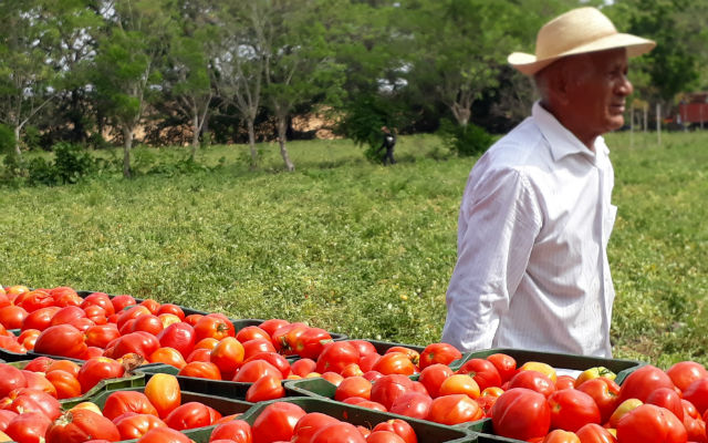 En la actividad agropecuaria participan unos 75 tomateros de la región. Foto: Thays Domínguez. 