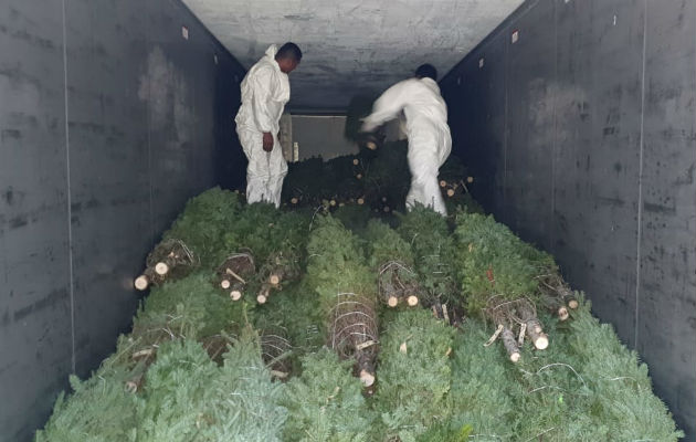 A Panamá ingresará un total de 46 mil árboles de Navidad. Foto/Cortesía Mida